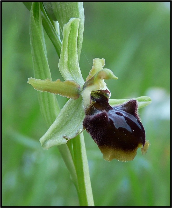 Ophrys incubacea Bianca - Ophrys sphegodes Mill.